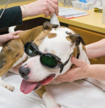 companion-laser-therapy623da6773c6fa