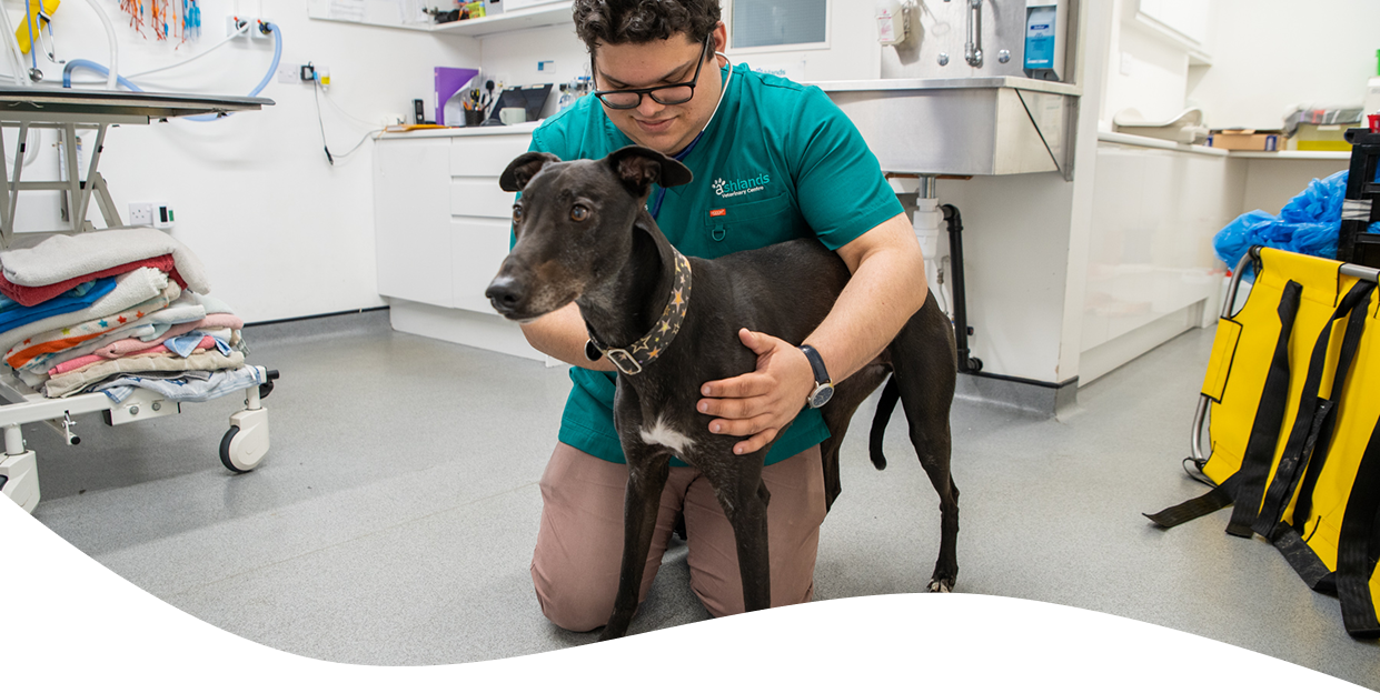 A member of the Ashlands Vets team kneeling on the floor in a veterinary consulting room. They are wearing dark green scrubs, and have their arms around a large black and white dog, examining their shoulders. Medical equipment can be seen in the background.