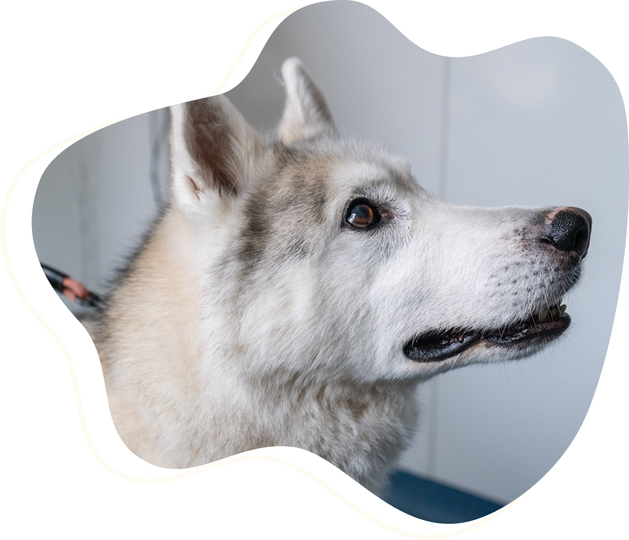The face of a white husky, it is smiling slightly and looking upwards to the right.