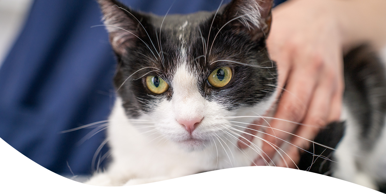 Close up of the face of a black and white cat laying down on a table. A hand is holding the cat's back.