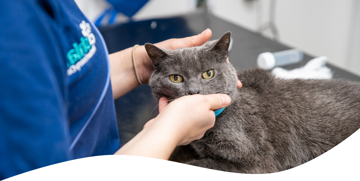 A grey shorthair cat laying on an examination table. A member of veterinary staff wearing blue scrubs are examining the cat's head and neck. Medical equipment can be seen in the background.