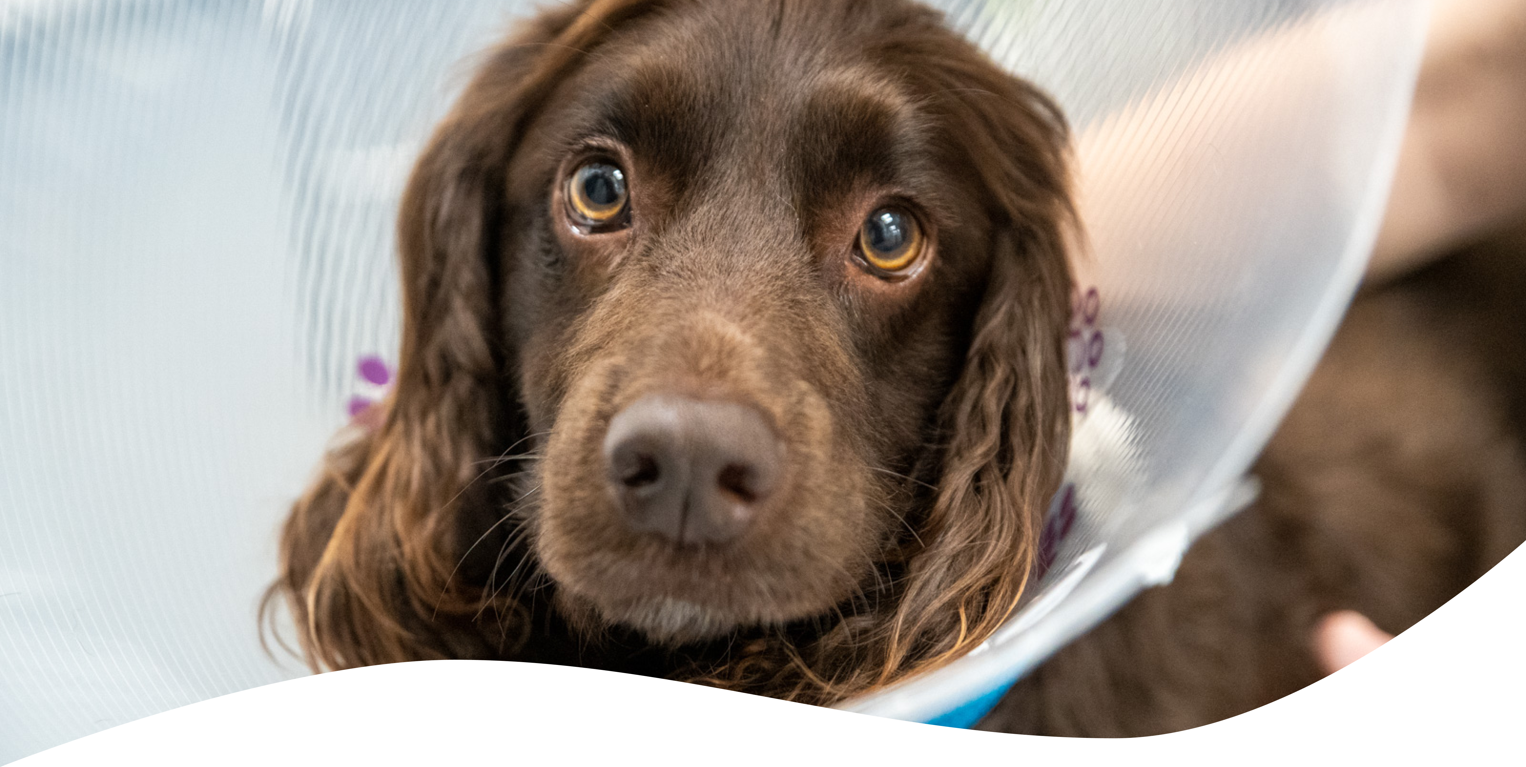 A dark brown springer spaniel looking at the camera wearing a cone around it's neck.