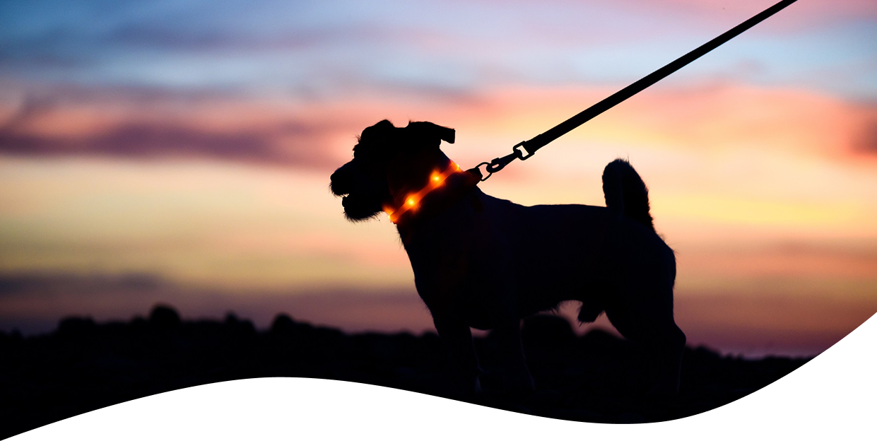 The silhouette of a small terrier on a leash with a light up collar, against an orange, pink and blue sunset.