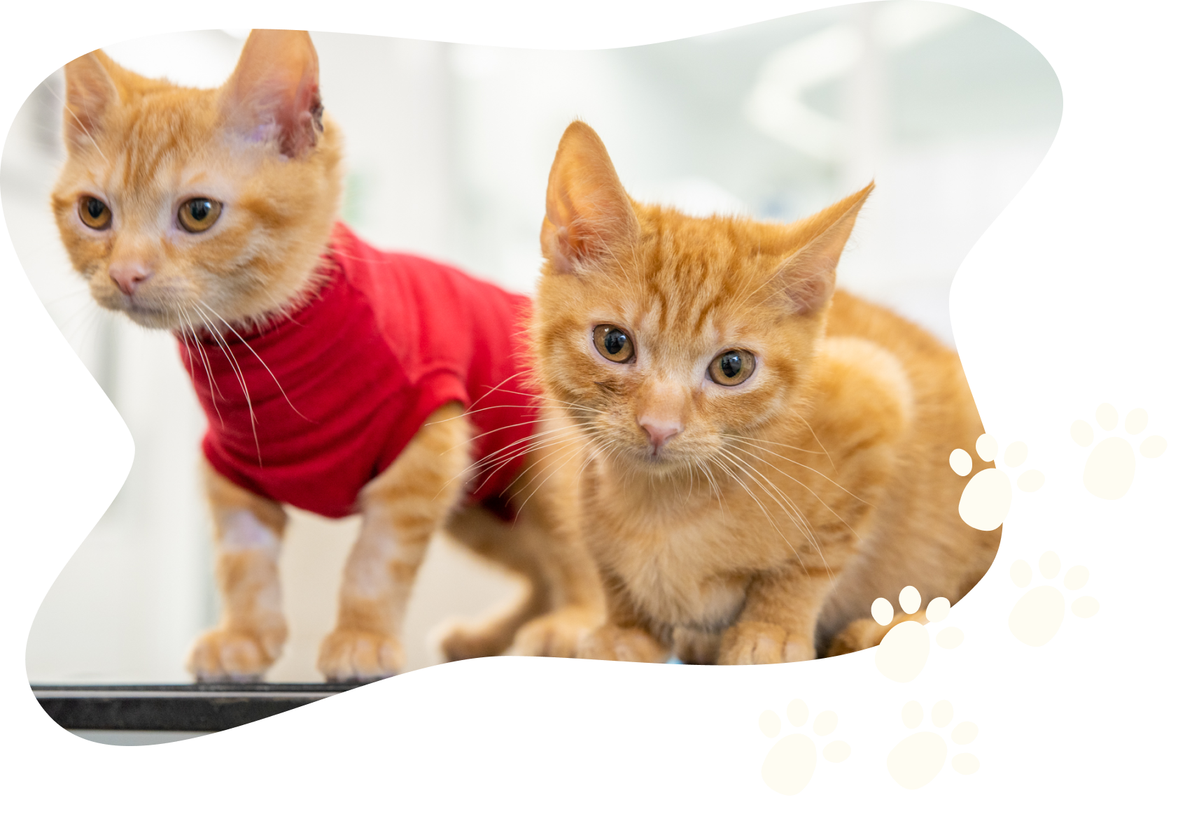 Two ginger kittens on a table top. One is laying down looking at the viewer. The other is standing up, wearing a red bandage around it's neck and torso, looking to the side.