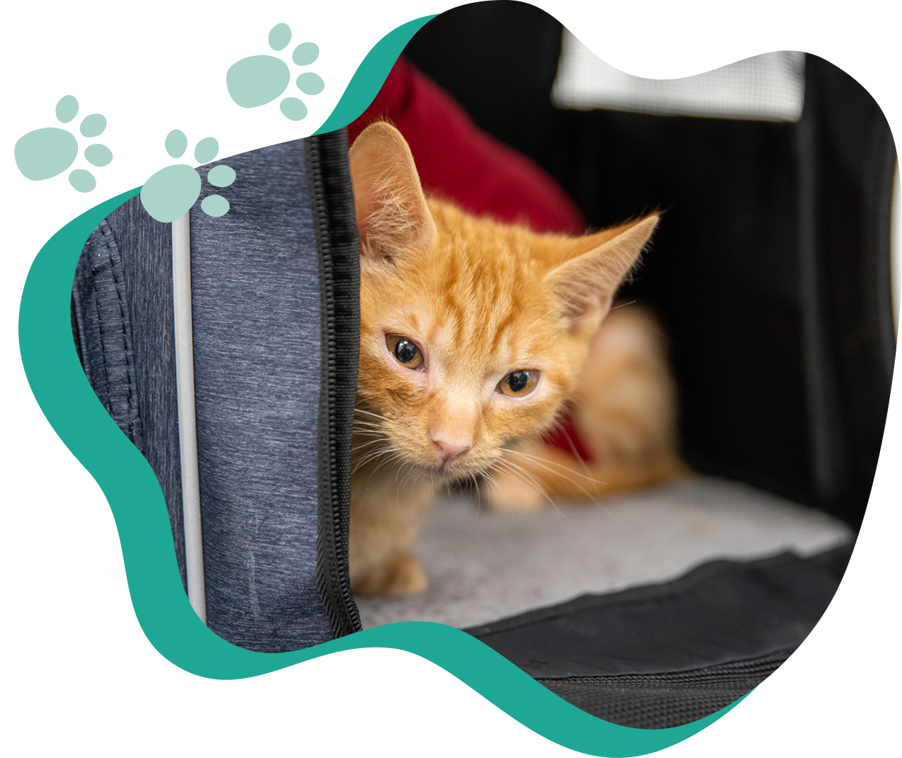 A young ginger kitten sitting in a cat  carrier. The door is unzipped and the kitten is looking out of the opening.