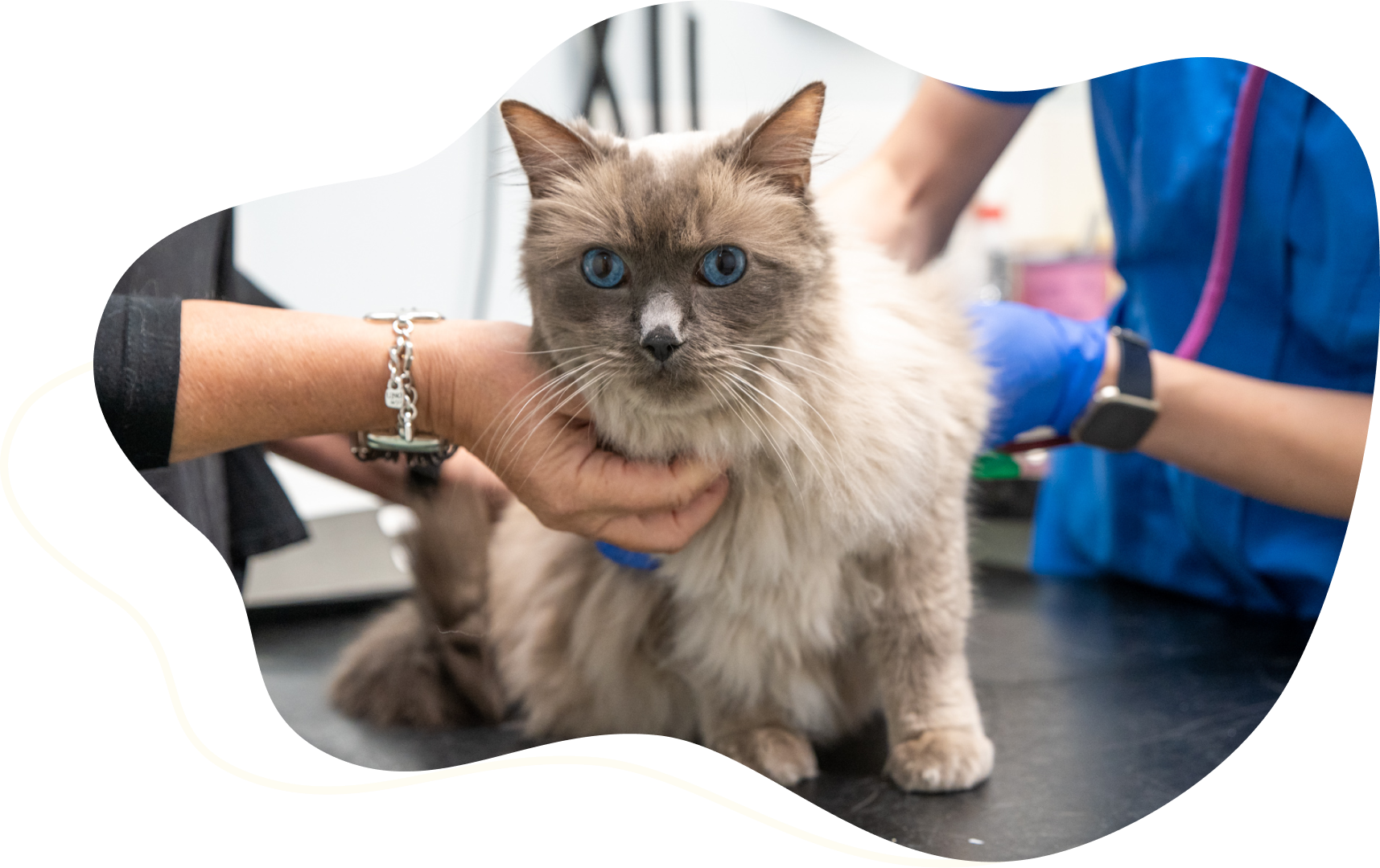 A grey long hair cat is sitting on a veterinary examination table. The hands of the owner can be seen holding the cat, and a member of veterinary staff can be seen examining the cat's back.