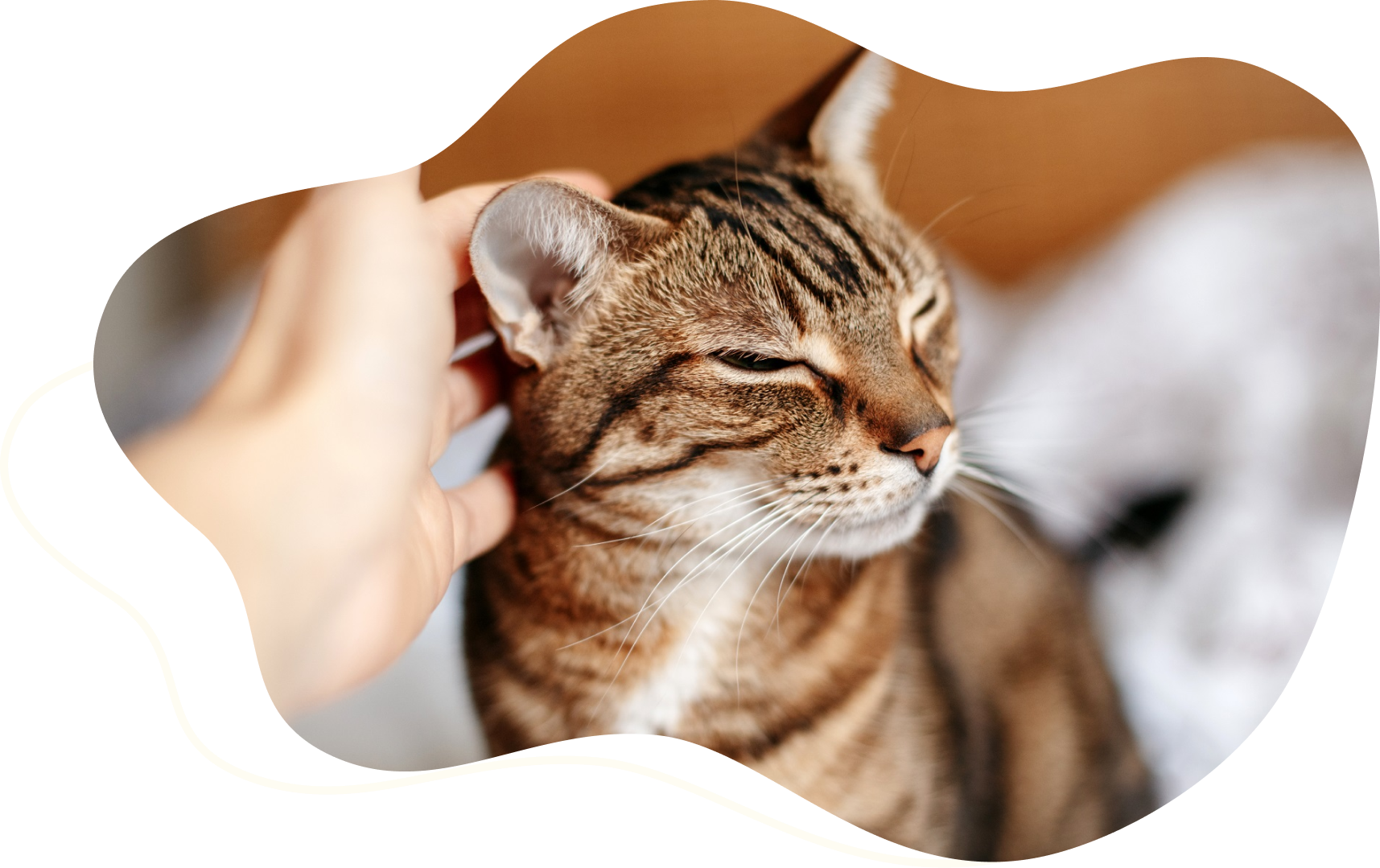 Close up of the face of a tabby cat. It has it's eyes closed, and a person's hand is scratching behind the cat's ear.