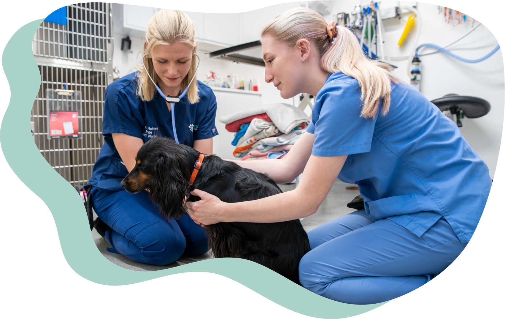 Two veterinary members of staff wearing blue scrubs, kneeling on the floor next to a black and brown springer spaniel.